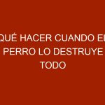 Qué hacer cuando el perro lo destruye todo