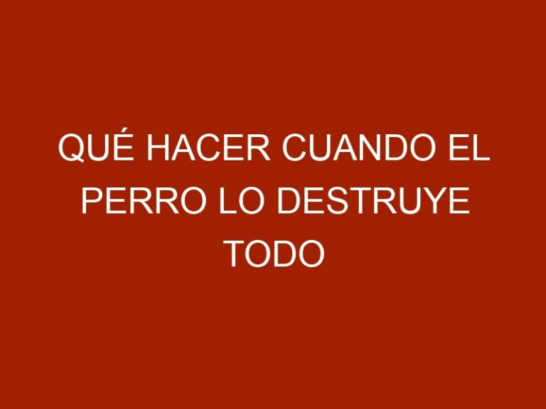 Qué hacer cuando el perro lo destruye todo