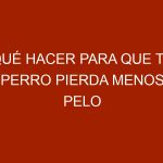 Qué hacer para que tu Perro pierda menos pelo