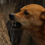 OPS y PANAFTOSA lanzan nueva metodología para estimar poblaciones de perros y gatos y prevenir zoonosis en América Latina y el Caribe