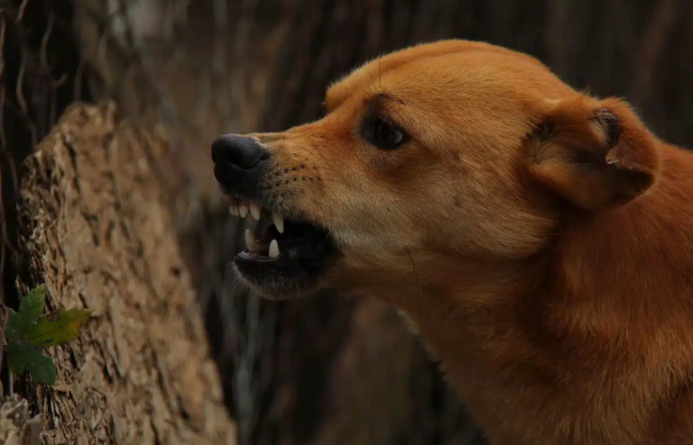 OPS y PANAFTOSA lanzan nueva metodología para estimar poblaciones de perros y gatos y prevenir zoonosis en América Latina y el Caribe