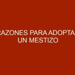 Razones para adoptar un mestizo