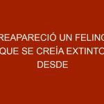 Reapareció un felino que se creía extinto desde hace una década