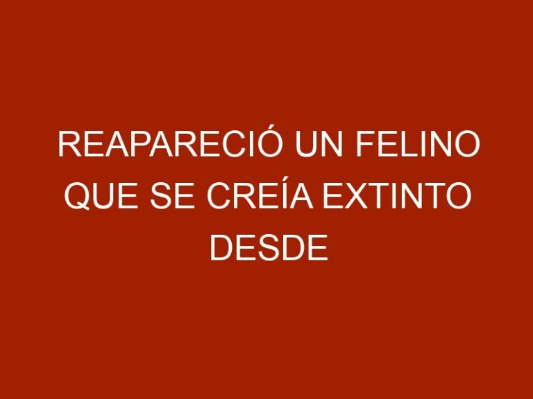 Reapareció un felino que se creía extinto desde hace una década