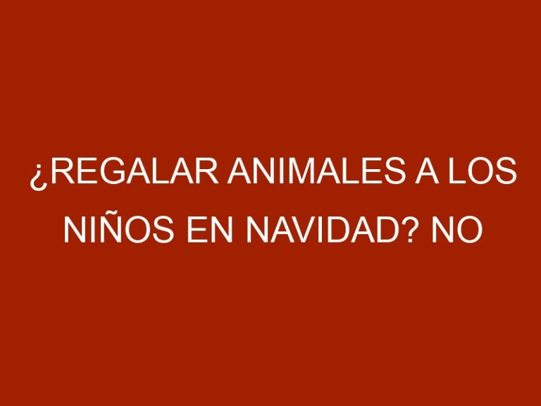¿Regalar animales a los niños en Navidad? No son un juguete