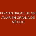 Reportan brote de gripe aviar en granja de México