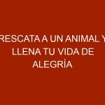 Rescata a un animal y llena tu vida de alegría