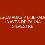 Rescatadas y liberadas 13 aves de fauna silvestre en Trujillo