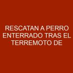 Rescatan a perro enterrado tras el terremoto de Italia