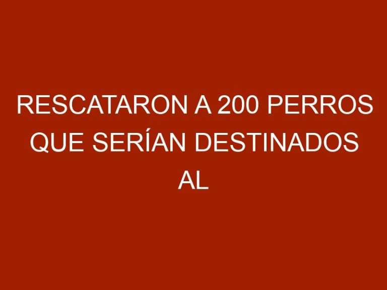 Rescataron a 200 perros que serían destinados al consumo en Corea del Sur