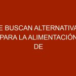 Se buscan alternativas para la alimentación de mascotas
