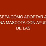 Sepa cómo adoptar a una mascota con ayuda de las fundaciones
