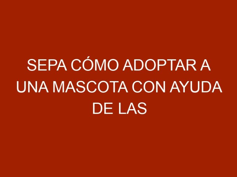 Sepa cómo adoptar a una mascota con ayuda de las fundaciones