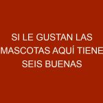Si le gustan las mascotas aquí tiene seis buenas razones para adoptar una