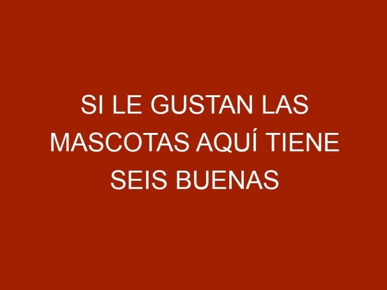 Si le gustan las mascotas aquí tiene seis buenas razones para adoptar una