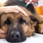 Distemper y Parvovirus canino, lo que vemos cada año en la consulta: prevenir sigue siendo la clave