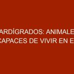 Tardígrados: animales capaces de vivir en el espacio