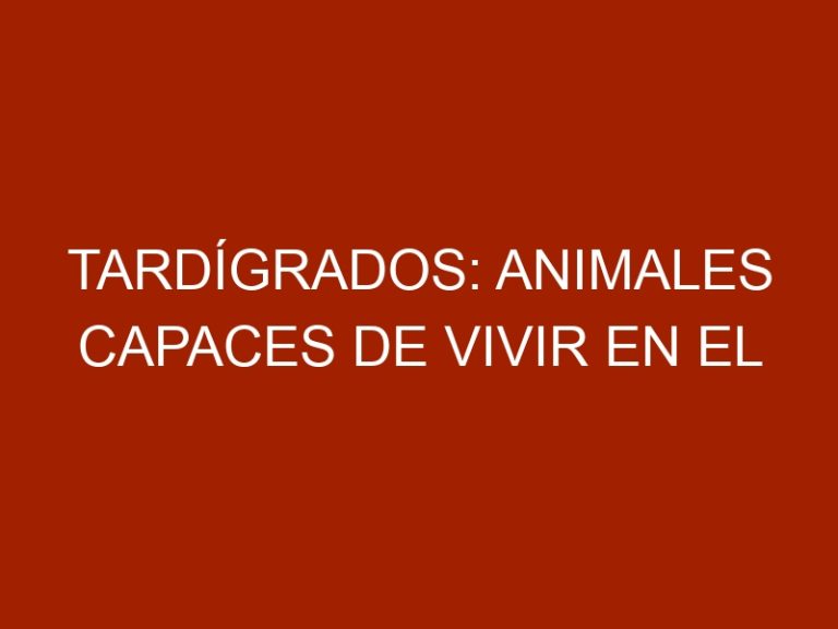 Tardígrados: animales capaces de vivir en el espacio