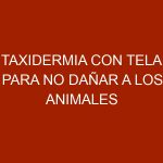 Taxidermia con tela para no dañar a los animales
