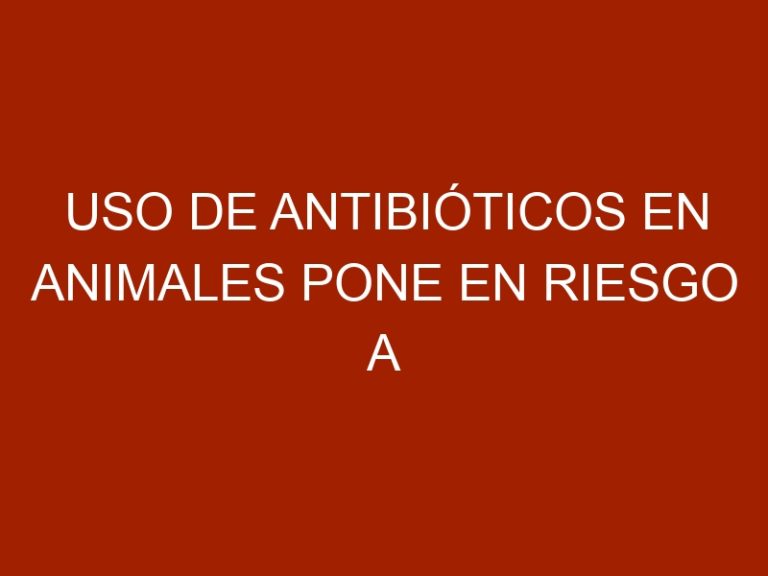 Uso de antibióticos en animales pone en riesgo a los humanos