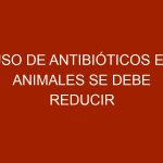 Uso de antibióticos en animales se debe reducir para evitar daño en seres humanos