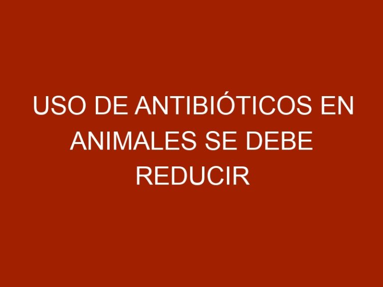 Uso de antibióticos en animales se debe reducir para evitar daño en seres humanos
