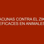 Vacunas contra el zika eficaces en animales generan optimismo