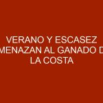Verano y escasez amenazan al ganado de la Costa Oriental del Lago