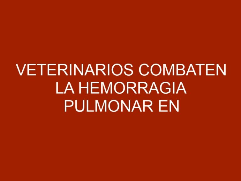 Veterinarios combaten la hemorragia pulmonar en los caballos del Hipódromo