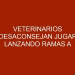 Veterinarios desaconsejan jugar lanzando ramas a los perros