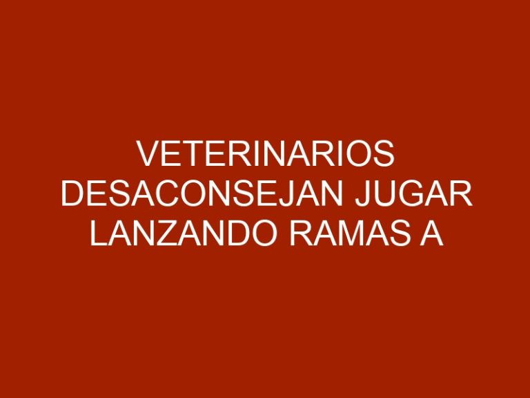 Veterinarios desaconsejan jugar lanzando ramas a los perros