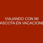 Viajando con mi mascota en vacaciones
