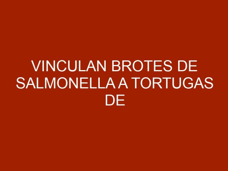 Vinculan brotes de salmonella a tortugas de mascota